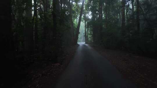 第一人称视角沿着旅游车穿过雾蒙蒙的雨林场