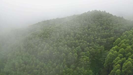 雾气笼罩的茂密山林全景