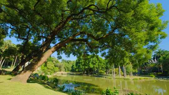 池塘边的樟树古树仰拍树荫树枝