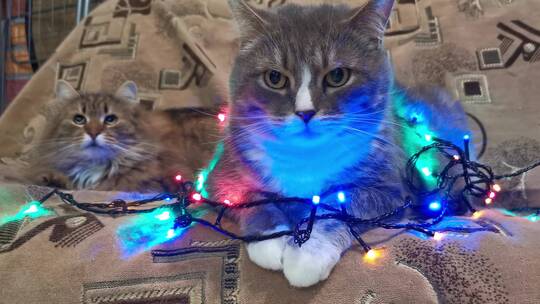 挂圣诞彩灯的猫视频素材模板下载