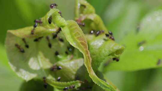 夏日清晨树叶上的幼小蚂蚁的特写