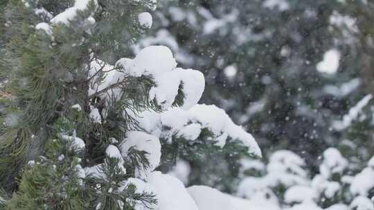 冬天下雪唯美雪景松树枝头被雪覆盖