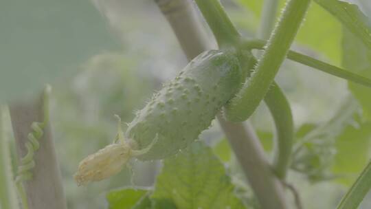 黄瓜种植LOG视频素材模板下载