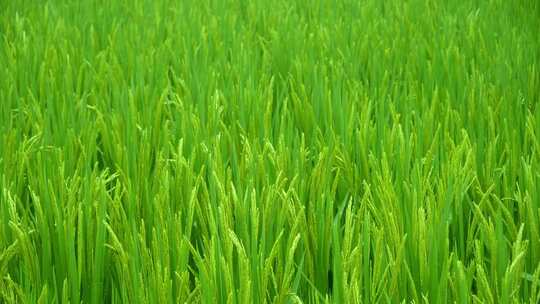 雨中的稻穗水稻特写阳光雨露水珠田野