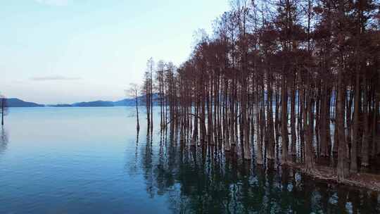 浙江省余姚市四明湖边的池杉风光