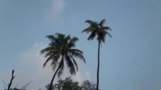 蓝天下的棕榈树视频素材模板下载