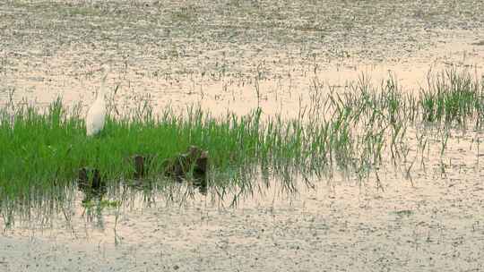 洱海边风景白鹭白鹤鸟类生态湖面水面水草