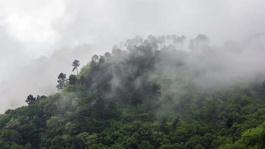 迷雾笼罩着山林