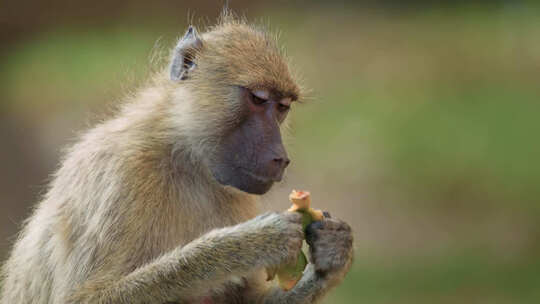 猴子狒狒吃东西