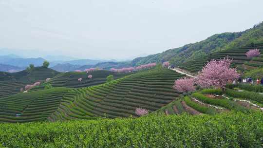 杭州富阳拔山春天樱花茶园风景