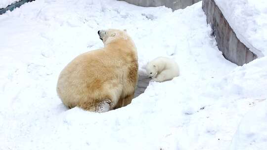 动物园里的北极熊母子在打洞玩耍