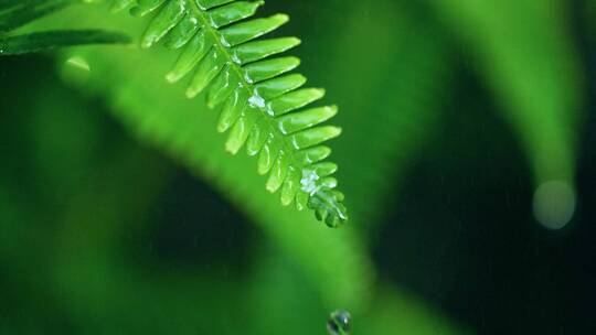 森林绿色植物雨中水滴滴落慢镜头视频素材