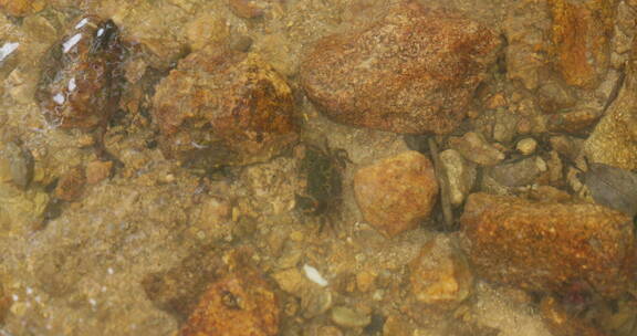 河里的小螃蟹