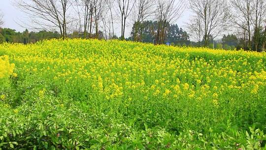 大片黄色油菜花田自然风光全景