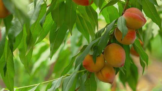 4K夏季水果成熟的黄桃实拍视频