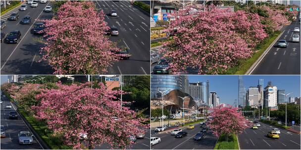 南宁异木棉花海与行驶的车辆高楼浪漫邂逅高清在线视频素材下载