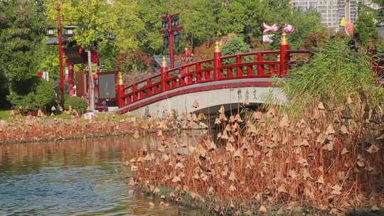 西安大唐芙蓉园蓝天小桥流水凋零的荷叶