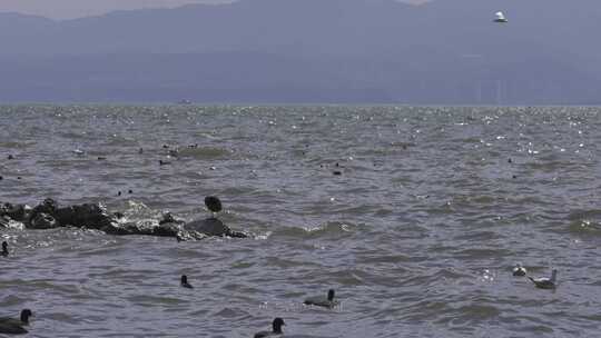 海面飞鸟游禽与岩石景观