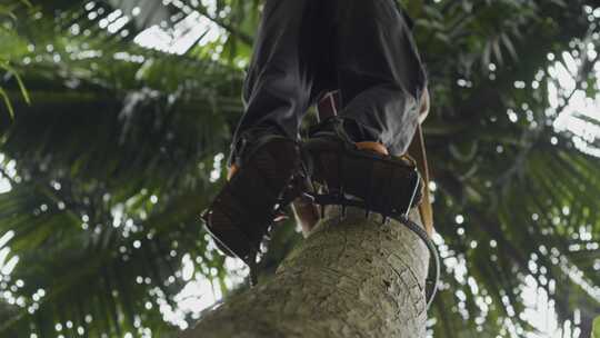 爬椰子树4k实拍视频素材模板下载