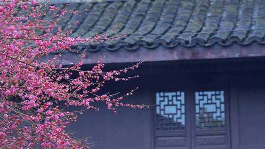 杭州西湖都锦生故居梅花风景