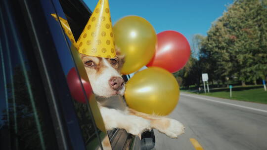 戴着生日帽的狗狗趴在车窗上