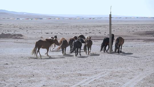 内蒙古草原上的马群视频素材模板下载