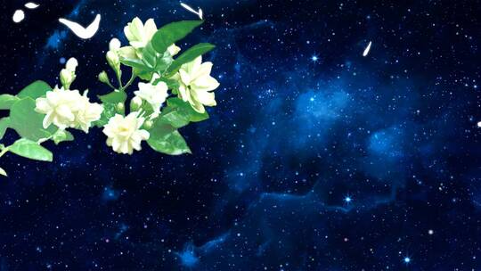 宇宙星空茉莉花盛开花瓣飘舞