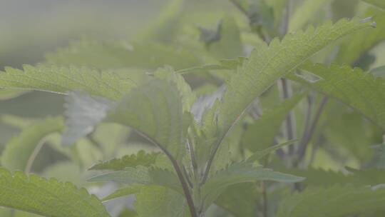 薄荷种植LOG视频素材模板下载