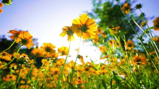 4K阳光下金菊花园春景黄色小菊花春天春色