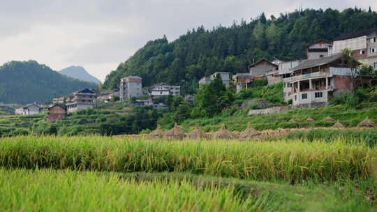 村庄旁边成熟的稻田稻子视频素材模板下载