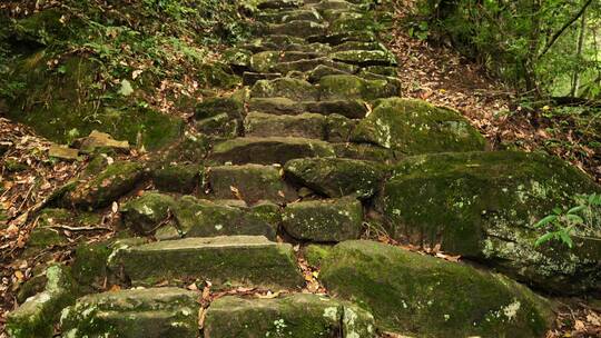 杭州西天目山的千年台阶