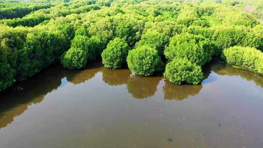 在河流沼泽中种植红树林