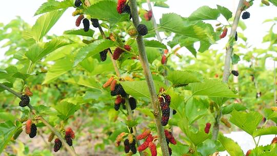 桑葚种植基地视频素材模板下载