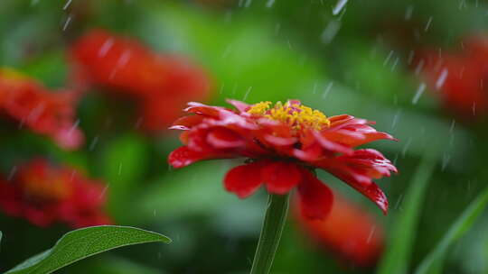 露珠树叶植物下雨滴水珠叶子露水谷雨惊蛰