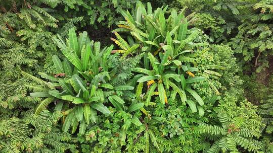 云南热带雨林中的野芭蕉林