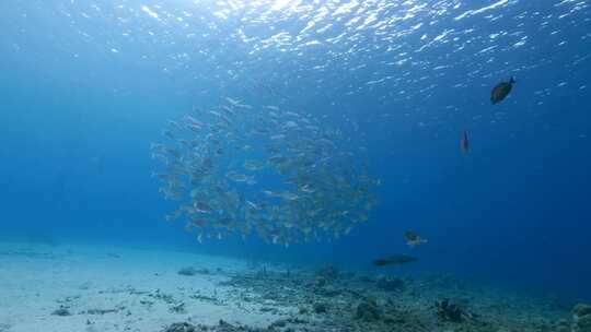 海洋，鱼，浅滩，海