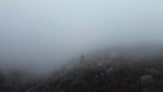 四川阿坝九寨沟县黄土梁隧道杜鹃山