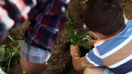 男孩正在种植草莓幼苗
