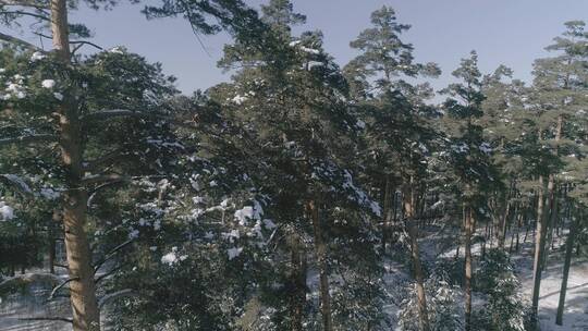 唯美长白山原始森林日出雪景航拍