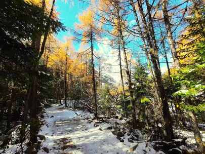 雪山下多彩树林与湖泊相映的美景