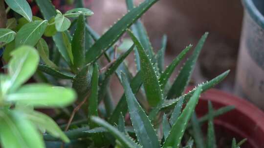 芦苇 观赏绿植 观赏花 植物· 墨绿色