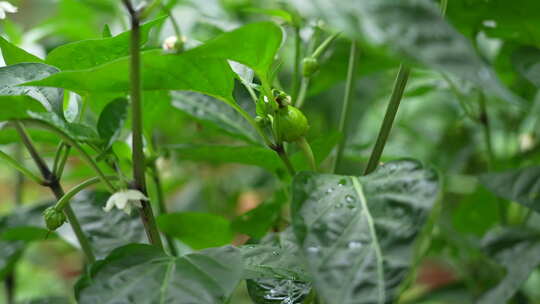 蔬菜辣椒生长