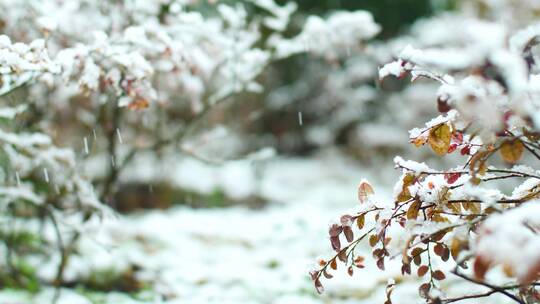 实拍冬天雪景合集4k素材