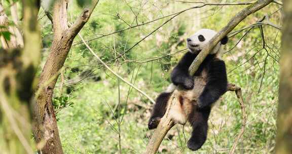 春天树林里挂在树上睡觉的懒洋洋的大熊猫