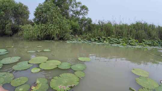 荷花塘 莲藕 湿地环境 湖水养殖 水产