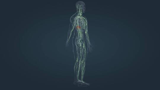 淋巴系统 三维人体 器官 内分泌 医学动画视频素材模板下载