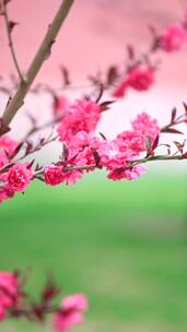 实拍春天北京故宫博物院内绽放的榆叶梅竖屏