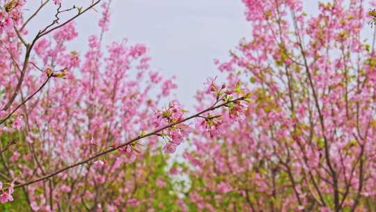 春天粉红色樱花盛开