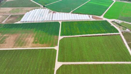 4k航拍贵州山区蔬菜基地 菜心种植采收