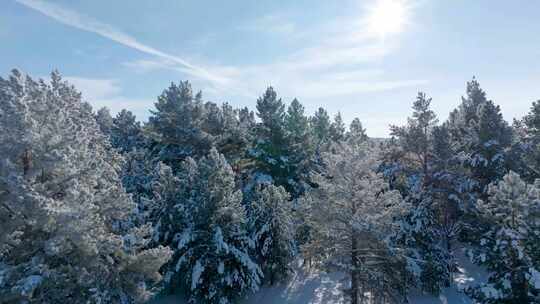 雪压樟子松、雾凇